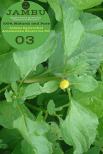 Load image into Gallery viewer, Nativilis Jambu Spilanthol Amazonian Bioactive Oil - Spilanthes Acmella Oleracea Extract - 100% Natural and Pure Botox Alternative - Relax facial muscles reduce wrinkles and fine lines improve skin firmness antioxidant properties Copaiba - 30 ml