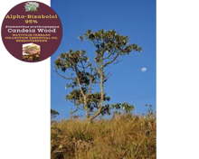 Load image into Gallery viewer, Nativilis Candeia Essential Oil Natural Alpha Bisabolol 95% (Eremanthus erythropappus) - Sesquiterpene – Vegan - Antibacterial Anti-inflammatory - Skin-Smoothing - Wound Healing Nociceptive Properties - Copaiba