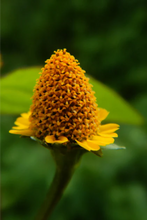 Load image into Gallery viewer, Nativilis Jambu Spilanthol Golden Amazonian Bioactive Oil - Spilanthes Acmella Oleracea Extract - High Viscosity - Better Skin Penetration 100% Natural Botox Alternative - Relax facial muscles reduce wrinkles antioxidant properties Copaiba - 30 ml