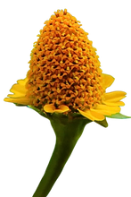 Load image into Gallery viewer, Nativilis Jambu Spilanthol Golden Amazonian Bioactive Oil - Spilanthes Acmella Oleracea Extract - High Viscosity - Better Skin Penetration 100% Natural Botox Alternative - Relax facial muscles reduce wrinkles antioxidant properties Copaiba - 30 ml