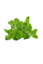 Load image into Gallery viewer, Nativilis Oregano Organic Essential Oil 30 ml (Origanum vulgare) - antioxidant antifungal anti-inflammatory properties playing beneficial role in weight management and infection treatments - Copaiba Properties