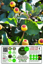 Load image into Gallery viewer, Nativilis Jambu Spilanthol Amazonian Bioactive Oil - Spilanthes Acmella Oleracea Extract - 100% Natural and Pure Botox Alternative - Relax facial muscles reduce wrinkles and fine lines improve skin firmness antioxidant properties Copaiba - 30 ml