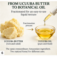 Load image into Gallery viewer, Nativilis Ucuuba Oil – 100% Pure Virola Surinamensis Seed Oil – Cold Pressed & Fractionated – 30 ml