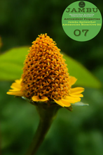 Load image into Gallery viewer, Nativilis Jambu Spilanthol Amazonian Bioactive Oil - Spilanthes Acmella Oleracea Extract - 100% Natural and Pure Botox Alternative - Relax facial muscles reduce wrinkles and fine lines improve skin firmness antioxidant properties Copaiba - 30 ml