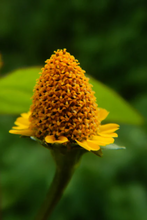 Load image into Gallery viewer, Nativilis Jambu Spilanthol Golden Amazonian Bioactive Oil - Spilanthes Acmella Oleracea Extract - High Viscosity - Better Skin Penetration 100% Natural Botox Alternative - Relax facial muscles reduce wrinkles antioxidant properties Copaiba - 30 ml