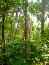 Load image into Gallery viewer, Brazilian Frankincense Breu Branco | Nativilis Natural Essential Oils