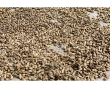 Load image into Gallery viewer, Nativilis Murumuru Butter | Nativilis Natural Essential Oils