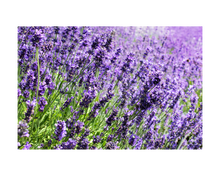Load image into Gallery viewer, Nativilis Lavender Essential Oil (Lavandula angustifolia)) - 100% Natural - 10ml - (GC/MS Tested) - Plant