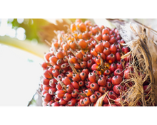 Load image into Gallery viewer, Nativilis Ojon Oil - Caiaue - (Elaeis oleifera) NATURAL HAIR SKIN BOOSTER Rainforest Virgin Oil - revitalizes damaged follicles helps effective hair growth volumize and get tame frizz – Copaiba