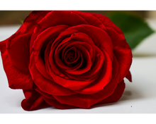 Load image into Gallery viewer, Nativilis Organic Rose Otto Essential Oil Blend 5% (Rosa damascena/Argania spinosa) - 100% Natural - 30ml - (GC/MS Tested)