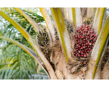 Load image into Gallery viewer, Nativilis Ojon Oil - Caiaue - (Elaeis oleifera) NATURAL HAIR SKIN BOOSTER Rainforest Virgin Oil - revitalizes damaged follicles helps effective hair growth volumize and get tame frizz – Copaiba