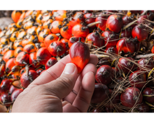 Load image into Gallery viewer, Nativilis Ojon Oil - Caiaue - (Elaeis oleifera) NATURAL HAIR SKIN BOOSTER Rainforest Virgin Oil - revitalizes damaged follicles helps effective hair growth volumize and get tame frizz – Copaiba