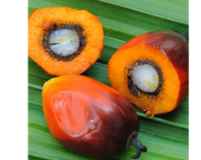 Load image into Gallery viewer, Nativilis Ojon Oil - Caiaue - (Elaeis oleifera) NATURAL HAIR SKIN BOOSTER Rainforest Virgin Oil - revitalizes damaged follicles helps effective hair growth volumize and get tame frizz – Copaiba