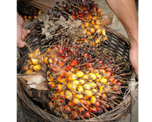 Load image into Gallery viewer, Nativilis Ojon Oil - Caiaue - (Elaeis oleifera) NATURAL HAIR SKIN BOOSTER Rainforest Virgin Oil - revitalizes damaged follicles helps effective hair growth volumize and get tame frizz – Copaiba