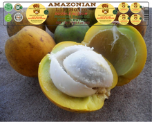 Load image into Gallery viewer, Nativilis AMAZONIAN LIP BALM DOUBLE ACTION FORMULA WITH PRACAXI SEED OIL (Pentaclethra macroloba) + BACURI BUTTER (Platonia insignis) Moisturises Dry Lips and Heals Chapped Lips - Toned Lips - Copaiba