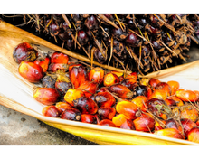 Load image into Gallery viewer, Nativilis Ojon Oil - Caiaue - (Elaeis oleifera) NATURAL HAIR SKIN BOOSTER Rainforest Virgin Oil - revitalizes damaged follicles helps effective hair growth volumize and get tame frizz – Copaiba