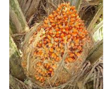 Load image into Gallery viewer, Nativilis Ojon Oil - Caiaue - (Elaeis oleifera) NATURAL HAIR SKIN BOOSTER Rainforest Virgin Oil - revitalizes damaged follicles helps effective hair growth volumize and get tame frizz – Copaiba