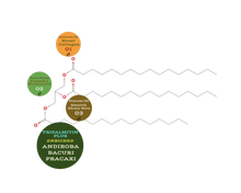 Load image into Gallery viewer, Nativilis TRIPALMITIN PLUS enriched with 03 Amazonian Rainforest Virgin Oil - ANDIROBA BACURI PRACAXI - Favours cellular renewal standardizing the tone - skin getting more illuminated revitalized and soft - Copaiba