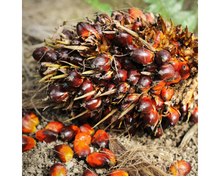 Load image into Gallery viewer, Nativilis Ojon Oil - Caiaue - (Elaeis oleifera) NATURAL HAIR SKIN BOOSTER Rainforest Virgin Oil - revitalizes damaged follicles helps effective hair growth volumize and get tame frizz – Copaiba