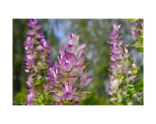 Load image into Gallery viewer, Nativilis Organic Clary Sage Essential Oil (Salvia sclarea) - 100% Natural - 10ml - (GC/MS Tested)