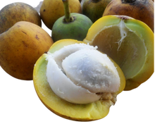 Load image into Gallery viewer, Nativilis AMAZONIAN LIP BALM DOUBLE ACTION FORMULA WITH PRACAXI SEED OIL (Pentaclethra macroloba) + BACURI BUTTER (Platonia insignis) Moisturises Dry Lips and Heals Chapped Lips - Toned Lips - Copaiba