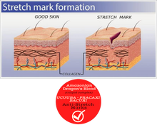 Load image into Gallery viewer, Nativilis Amazonian Dragon’s Blood (trilipid complex enriched) Virgin Rainforest Bio Oil - UCUUBA - BACURI – PRACAXI – anti-stretch marks properties stimulating the production of collagen - Copaiba