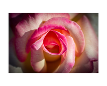 Load image into Gallery viewer, Nativilis Organic Rose Otto Essential Oil Blend 5% (Rosa damascena/Argania spinosa) - 100% Natural - 30ml - (GC/MS Tested)