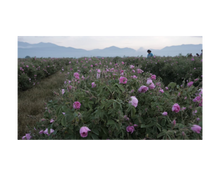 Load image into Gallery viewer, Nativilis Organic Rose Otto Essential Oil Blend 5% (Rosa damascena/Argania spinosa) - 100% Natural - 30ml - (GC/MS Tested)