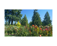 Load image into Gallery viewer, Nativilis Organic Rose Otto Essential Oil Blend 5% (Rosa damascena/Argania spinosa) - 100% Natural - 30ml - (GC/MS Tested)