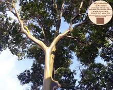 Load image into Gallery viewer, Nativilis MULATEIRO EXTRACT POWDER FROM THE SACRED CAPIRONA TREE- Calycophyllum spruceanum - AMAZONIAN TREE OF YOUTH - Skin and Hair Care - Anti-aging - Antifungal - Wound-healing properties - Copaiba