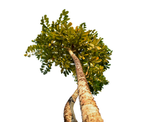 Load image into Gallery viewer, Nativilis TRIPLE Virgin Amazonian Rainforest Bio Oil - ANDIROBA - BACURI – PRACAXI - enriched 03 vegetable oils concentrated active efficacy treatment prevention cellulitis - Copaiba