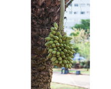 Load image into Gallery viewer, Nativilis TRIPLE Virgin Amazonian Rainforest Bio Oil - ANDIROBA - BACURI – PRACAXI - enriched 03 vegetable oils concentrated active efficacy treatment prevention cellulitis - Copaiba