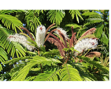 Load image into Gallery viewer, Nativilis TRIPLE Virgin Amazonian Rainforest Bio Oil - ANDIROBA - BACURI – PRACAXI - enriched 03 vegetable oils concentrated active efficacy treatment prevention cellulitis - Copaiba