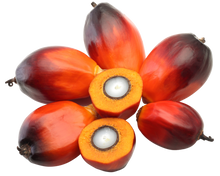 Load image into Gallery viewer, Nativilis Ojon Oil - Caiaue - (Elaeis oleifera) NATURAL HAIR SKIN BOOSTER Rainforest Virgin Oil - revitalizes damaged follicles helps effective hair growth volumize and get tame frizz – Copaiba