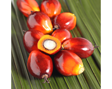 Load image into Gallery viewer, Nativilis Ojon Oil - Caiaue - (Elaeis oleifera) NATURAL HAIR SKIN BOOSTER Rainforest Virgin Oil - revitalizes damaged follicles helps effective hair growth volumize and get tame frizz – Copaiba