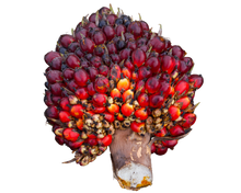 Load image into Gallery viewer, Nativilis Ojon Oil - Caiaue - (Elaeis oleifera) NATURAL HAIR SKIN BOOSTER Rainforest Virgin Oil - revitalizes damaged follicles helps effective hair growth volumize and get tame frizz – Copaiba