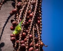 Load image into Gallery viewer, Nativilis Amazonian Buriti Oils (Mauritia flexuosa) Moriche – Aguaje – Richest source Beta-Carotene Vitamin A 20X More than Carrots – emollient rebuild moisturize re-hydrate skin cells - Copaiba