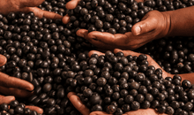 Load image into Gallery viewer, Nativilis Virgin Pataua Oil