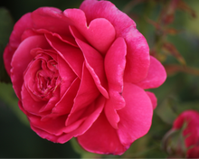 Load image into Gallery viewer, Nativilis Copaiba Multipurpose Gel | Nativilis Natural Essential Oils