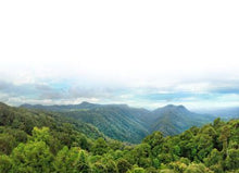 Load image into Gallery viewer, Nativilis Brazilian Frankincense - Breu Branco - Protium heptaphyllum - Amazonian natural oil Copaiba properties anti-inflammatory antiseptic analgesic soothing exfoliant for dry and oily skin