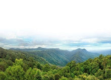 Load image into Gallery viewer, Nativilis Brazilian Frankincense - Breu Branco - Protium heptaphyllum - Amazonian natural oil Copaiba properties anti-inflammatory antiseptic analgesic soothing exfoliant for dry and oily skin