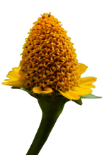 Load image into Gallery viewer, Nativilis Amazonian Jambu Flower 30g | Plant-Based Muscle Relaxing Sensation | Spilanthol-Rich | Dried Vegan Herb - (1.06 oz) US - Acmella Oleracea
