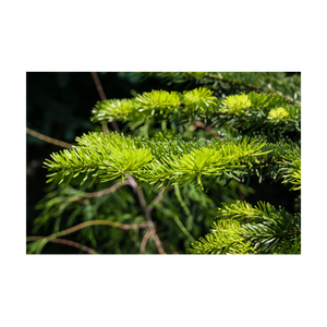 Nativilis Cypress Essential Oil (Cupressus sempervirens) - 100% Natural - 10ml - (GC/MS Tested) - Plant