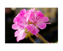 Load image into Gallery viewer, Nativilis Geranium Essential Oil (Pelargonium graveolens) - 100% Natural - 10ml Plant
