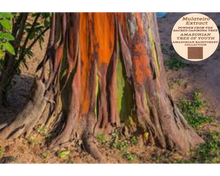 Load image into Gallery viewer, Nativilis MULATEIRO EXTRACT POWDER FROM THE SACRED CAPIRONA TREE- Calycophyllum spruceanum - AMAZONIAN TREE OF YOUTH - Skin and Hair Care - Anti-aging - Antifungal - Wound-healing properties - Copaiba
