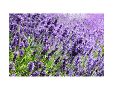 Load image into Gallery viewer, Nativilis Lavender Essential Oil (Lavandula angustifolia)) - 100% Natural - 10ml - (GC/MS Tested) - Plant
