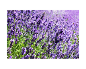 Nativilis Lavender Essential Oil (Lavandula angustifolia)) - 100% Natural - 10ml - (GC/MS Tested) - Plant