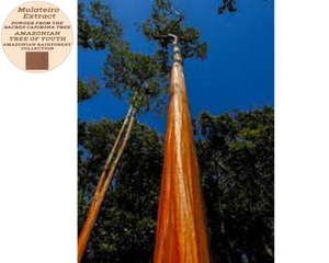 Nativilis MULATEIRO EXTRACT POWDER FROM THE SACRED CAPIRONA TREE- Calycophyllum spruceanum - AMAZONIAN TREE OF YOUTH - Skin and Hair Care - Anti-aging - Antifungal - Wound-healing properties - Copaiba
