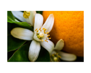 Nativilis Neroli Essential Oil (Citrus aurantium var. amara) - 100% Natural - 1ml - (GC/MS Tested) - Plant