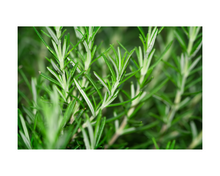 Load image into Gallery viewer, Organic Rosemary Essential Oil | Nativilis Natural Essential Oils

